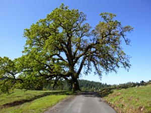This oak was just awesome. Photo: M. Arnold
