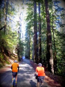 Carl and Drew riding through a redwood grove on Fish Rock Rd. near the Boonville turnoff. Photo: P. Herlihy