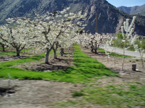 Apple Orchards photo: C. Lynch