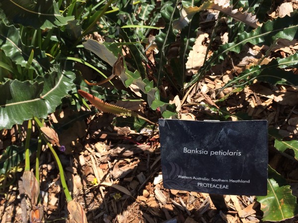 There's a plant named after me! In Kings Park Botanic Gardens. photo: Banks