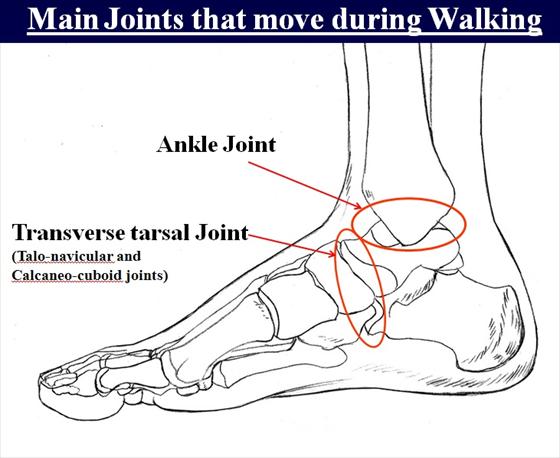HA! The ankle is the main joint that moves! Mine was locked in place. plenty of work to do.